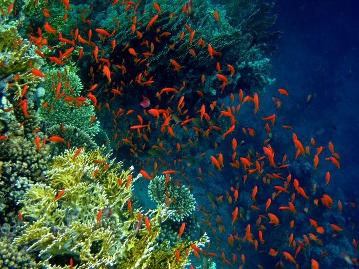 Ras Mohammed National Park